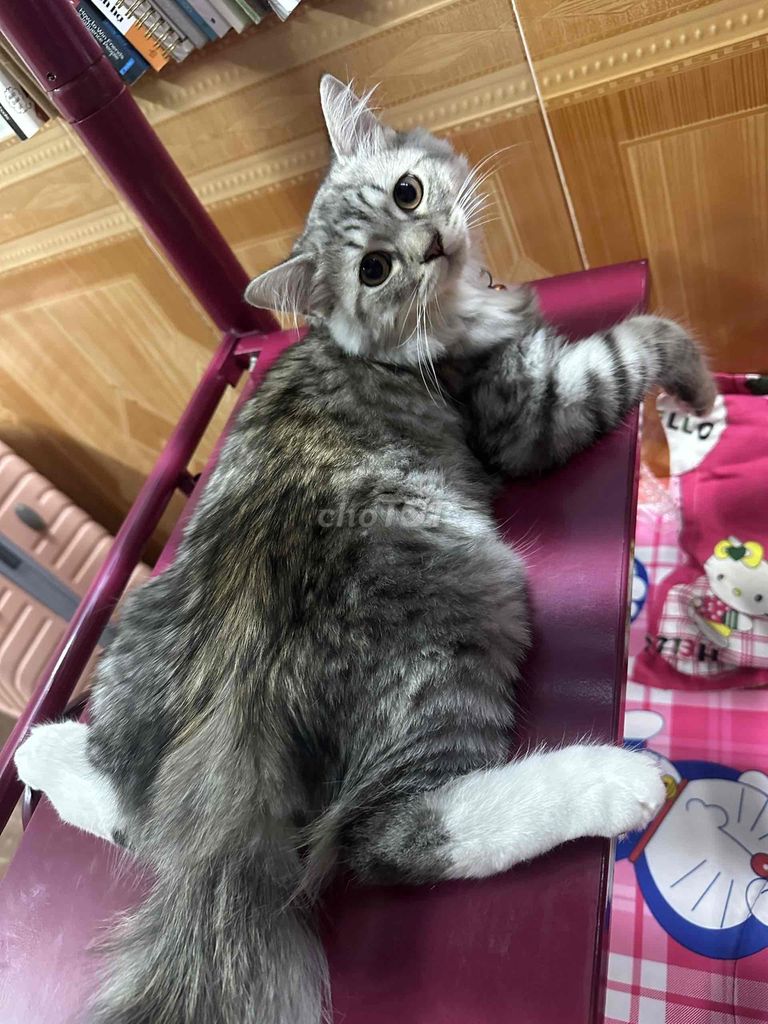 Mèo Anh Lông Dài TABBY SILVER 5 tháng tuổi