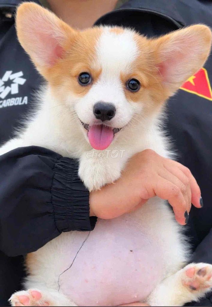 Chó Corgi Trắng vàng. Mua bán Chó tại Huyện Bình Chánh Tp Hồ Chí Minh được đăng bởi mini pet house sài gòn hình 1