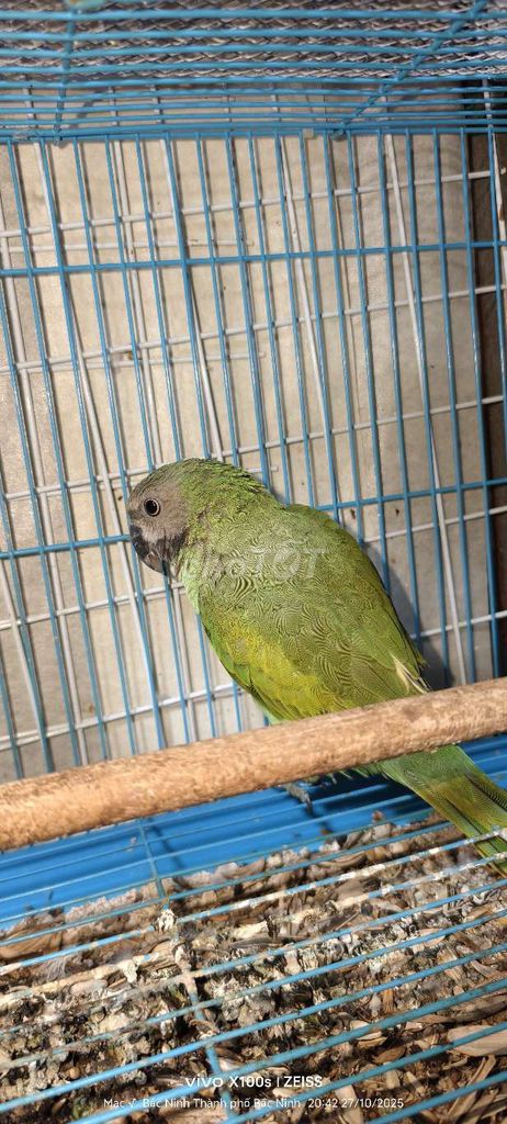vẹt chưa biết nói. Mua bán Chim tại Thành phố Bắc Ninh Bắc Ninh được đăng bởi HVM hình 1