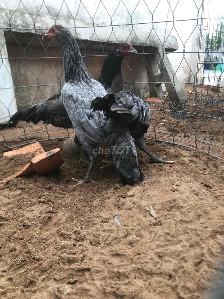 Gà mái xám đen trên 4 tháng trên 1kg. Mua bán Gà tại Huyện Mang Thít Vĩnh Long được đăng bởi Hưng Quoc hình 1