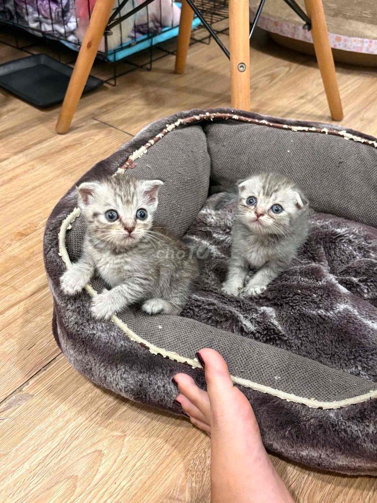 Mèo Anh tai cụp xám vằn 1 tháng. Mua bán Mèo tại Quận Tân Bình Tp Hồ Chí Minh được đăng bởi minh tâm hình 1