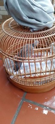 Cu gáy mái đã rớt trứng
