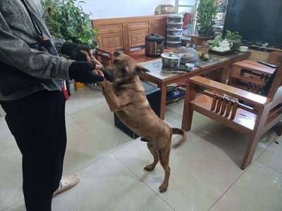 Chó Phú Quốc lai 4,5 tháng đã tiêm