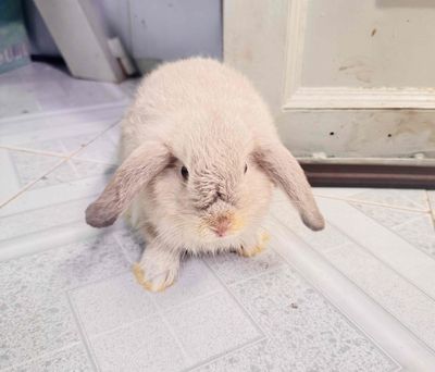 TÌM NHÀ CHO THỎ CON. Mua bán Thú cưng khác tại Quận 3 Tp Hồ Chí Minh được đăng bởi Nhật Uyên 