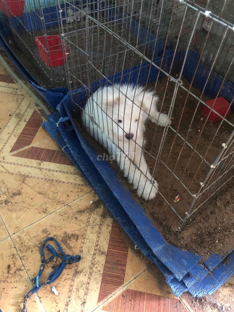 Chó Bichon lai Golden 1 năm Trắng. Mua bán Chó tại Quận Bình Thạnh Tp Hồ Chí Minh được đăng bởi dattan hình 1