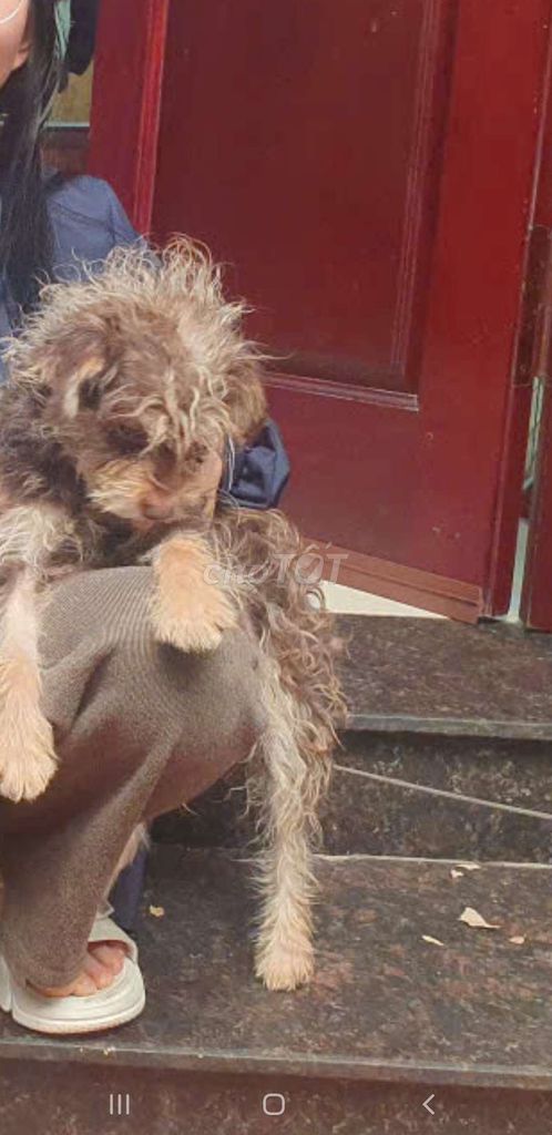 Bán chó Schnauzer (Chó Ông Già). Mua bán Chó tại Quận Thanh Xuân Hà Nội được đăng bởi Hùng hình 1