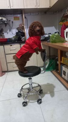 Cần bán rẻ 5 Chó do nhà chật. Mua bán Chó tại Thành phố Thuận An Bình Dương được đăng bởi VẢI KÝ VIỆT SING