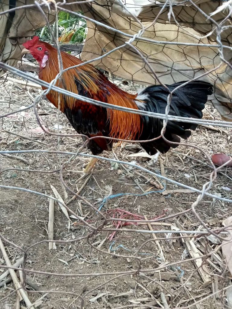 xám  2k950 Đã qua cựa 2x cứng lông . Mua bán Gà tại Huyện Mỏ Cày Bắc Bến Tre được đăng bởi Thanh hung hình 1