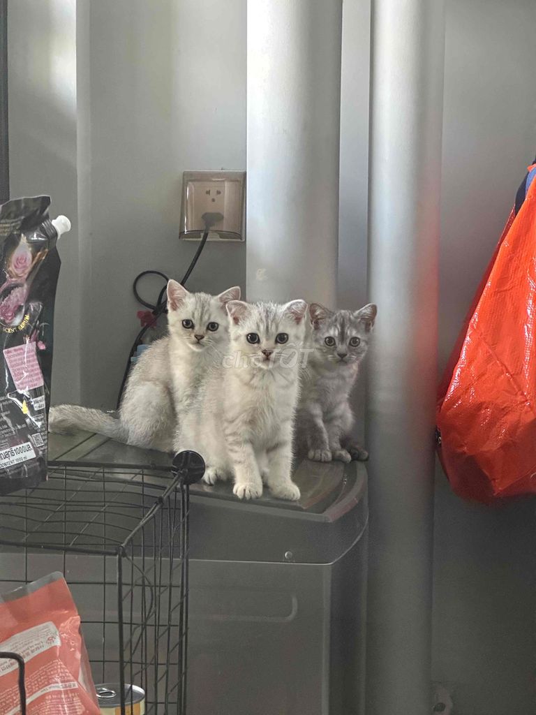 Mèo ALN thuần chủng nhà nuôi. Mua bán Mèo tại Thành phố Thủ Đức Tp Hồ Chí Minh được đăng bởi Vũ Thiên Ân hình 1