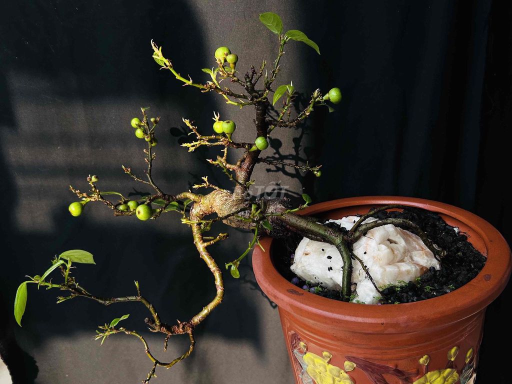 Cây sung dáng Trực huyền. Mua bán Cây cảnh, đồ trang trí tại Quận Cẩm Lệ Đà Nẵng được đăng bởi nguyễn trường thông hình 1