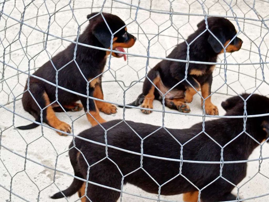 Chó Rottweiler.TĐ. Mua bán Chó tại Thành phố Thủ Đức Tp Hồ Chí Minh được đăng bởi Nhân Rottweiler  hình 1