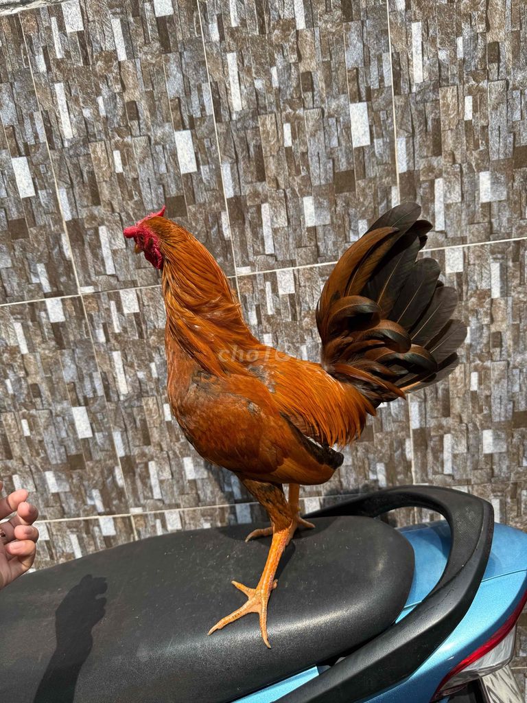 asil simon. Mua bán Gà tại Quận 8 Tp Hồ Chí Minh được đăng bởi Tấn Sang hình 1