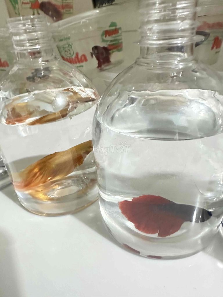 Cá cảnh Đa sắc Khỏe mạnh Dễ chăm sóc. Mua bán Thú cưng khác tại Thành phố Thủ Dầu Một Bình Dương được đăng bởi Thanhhanh Ho hình 1