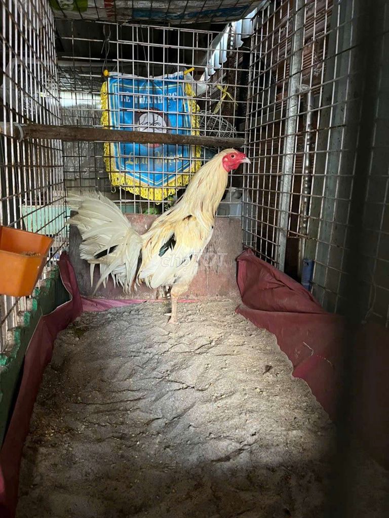 Gà chọi trắng 2.4kg 8 tháng rưỡi. Mua bán Gà tại Huyện Bình Chánh Tp Hồ Chí Minh được đăng bởi ae chơi trải nghiệm tự đánh giá hình 1