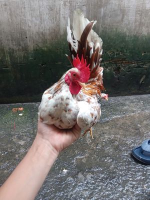 Cần bán serama. Mua bán Gà tại Quận Bình Tân Tp Hồ Chí Minh được đăng bởi Nhi Le