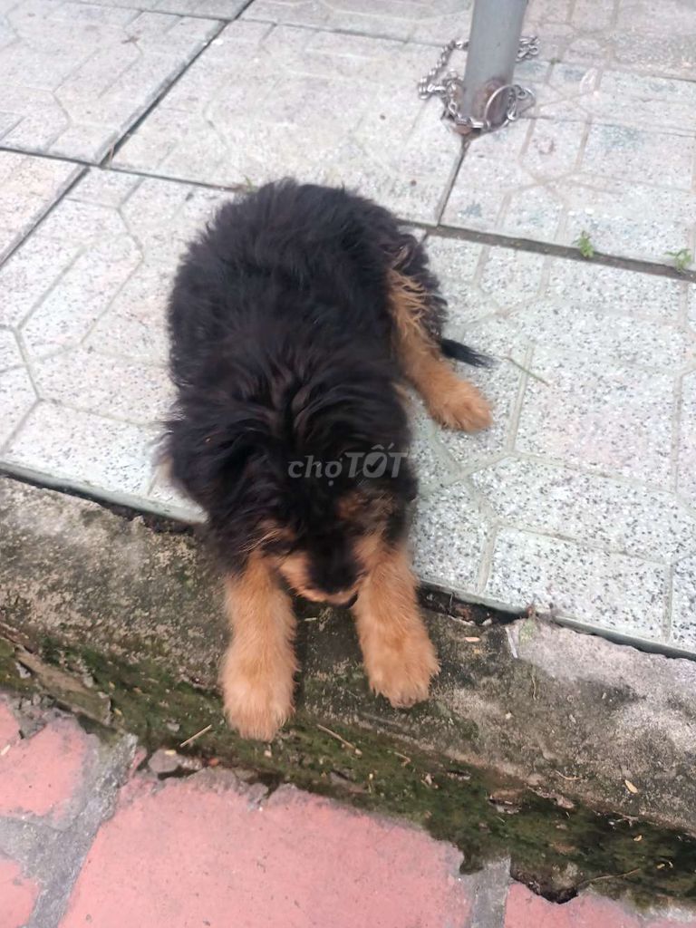 Tôi muốn bán một bé Yorkshire 4 tháng tuổi.. Mua bán Chó tại Huyện Đông Sơn Thanh Hóa được đăng bởi Doãn Tuấn hình 3