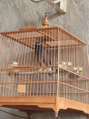 Chim sao. Mua bán Chim tại Huyện Trảng Bom Đồng Nai được đăng bởi tuấn 