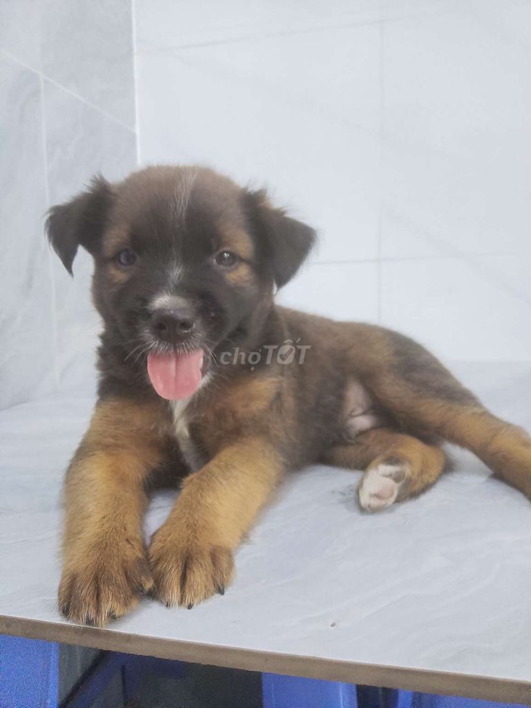 Chó Becgie Đức F1 đực tay chân to bự rất khôn . Mua bán Chó tại Quận 6 Tp Hồ Chí Minh được đăng bởi Tăng Chí Lương  hình 1