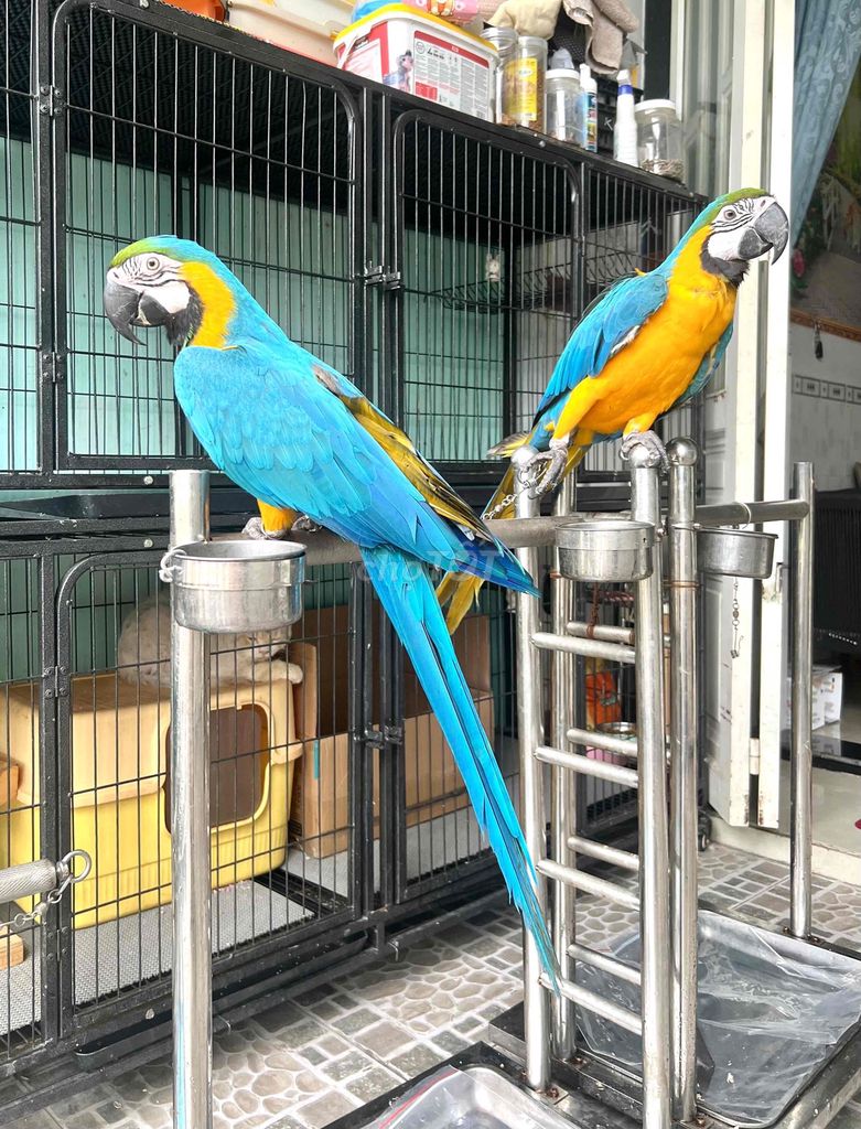 Vẹt Macaw Blue and Gold hợp pháp. Mua bán Chim tại Huyện Hóc Môn Tp Hồ Chí Minh được đăng bởi Dương Nguyễn hình 1