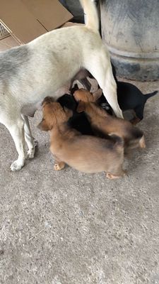 Chó con Đực Cái Khỏe mạnh