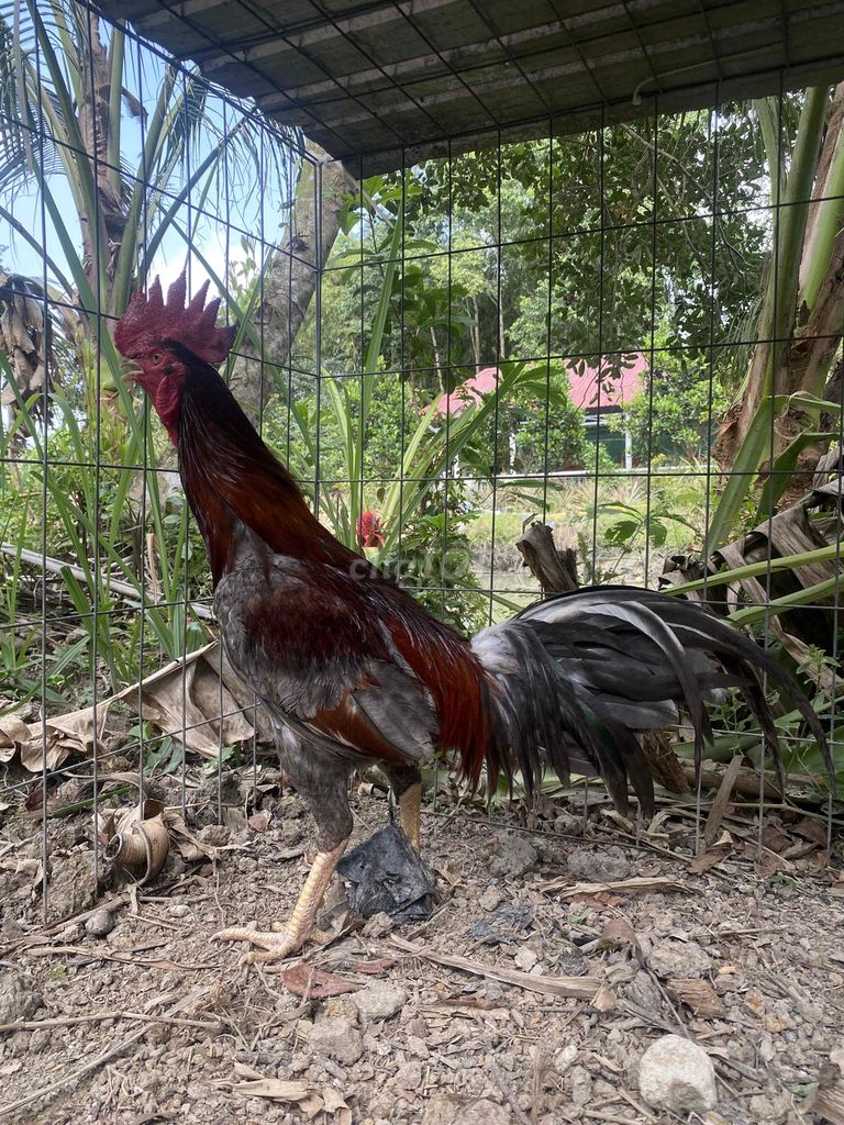 Gà chọi Xám Đực 2.3kg. Mua bán Gà tại Huyện Thới Lai Cần Thơ được đăng bởi thích thì nhích  hình 1