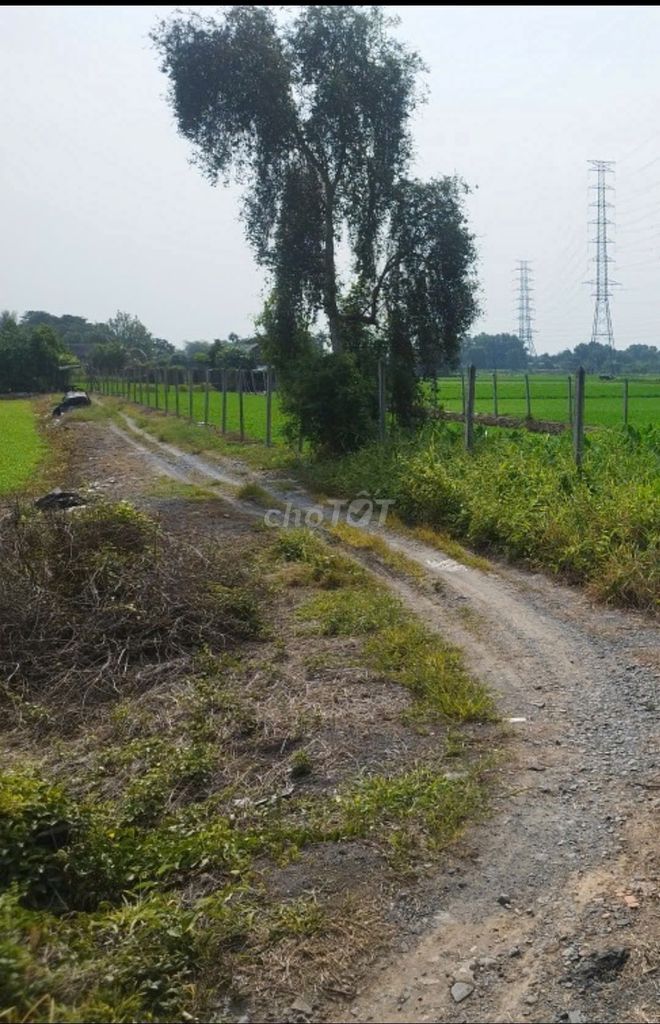 1000m2 đất trồng cây mặt tiền xã Bình Mỹ giá chỉ 2.5 tỷ Đường Bình Mỹ, Xã Bình Mỹ, Huyện Củ Chi, Tp Hồ Chí Minh Huyện Củ Chi Tp Hồ Chí Minh