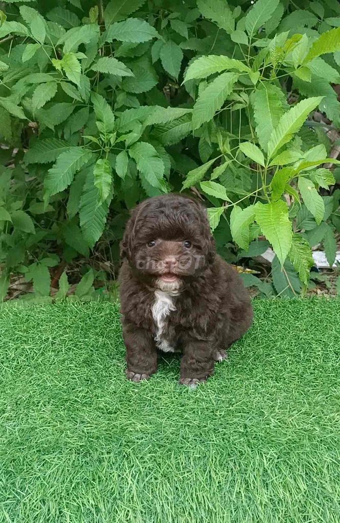 poodle tiny socola đực siêu đẹp