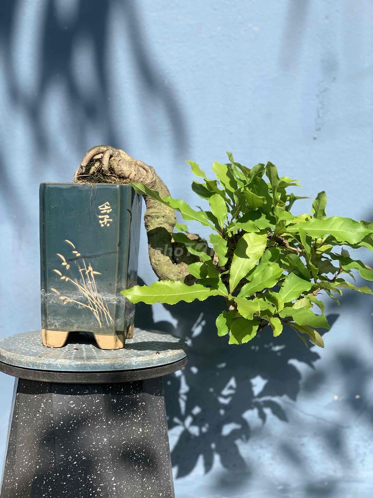 Bonsai Lộc vừng mini