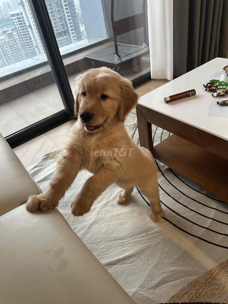 Golden cáo giấy VKA