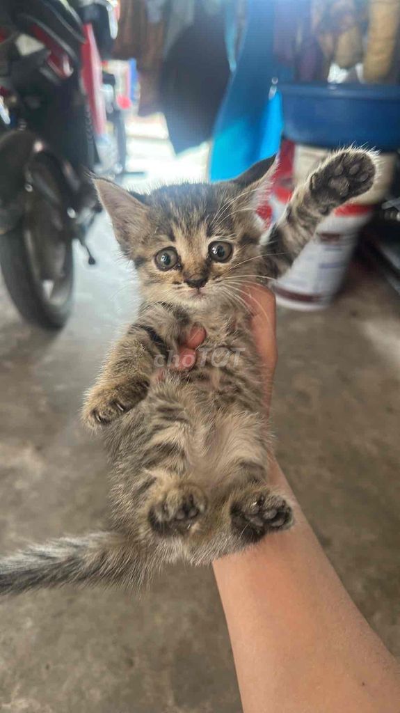 Cần bán 4 chú mèo con mẹ anh lông dài bố mèo ta. Mua bán Mèo tại Thành phố Bắc Ninh Bắc Ninh được đăng bởi Hoan Nguyen hình 3