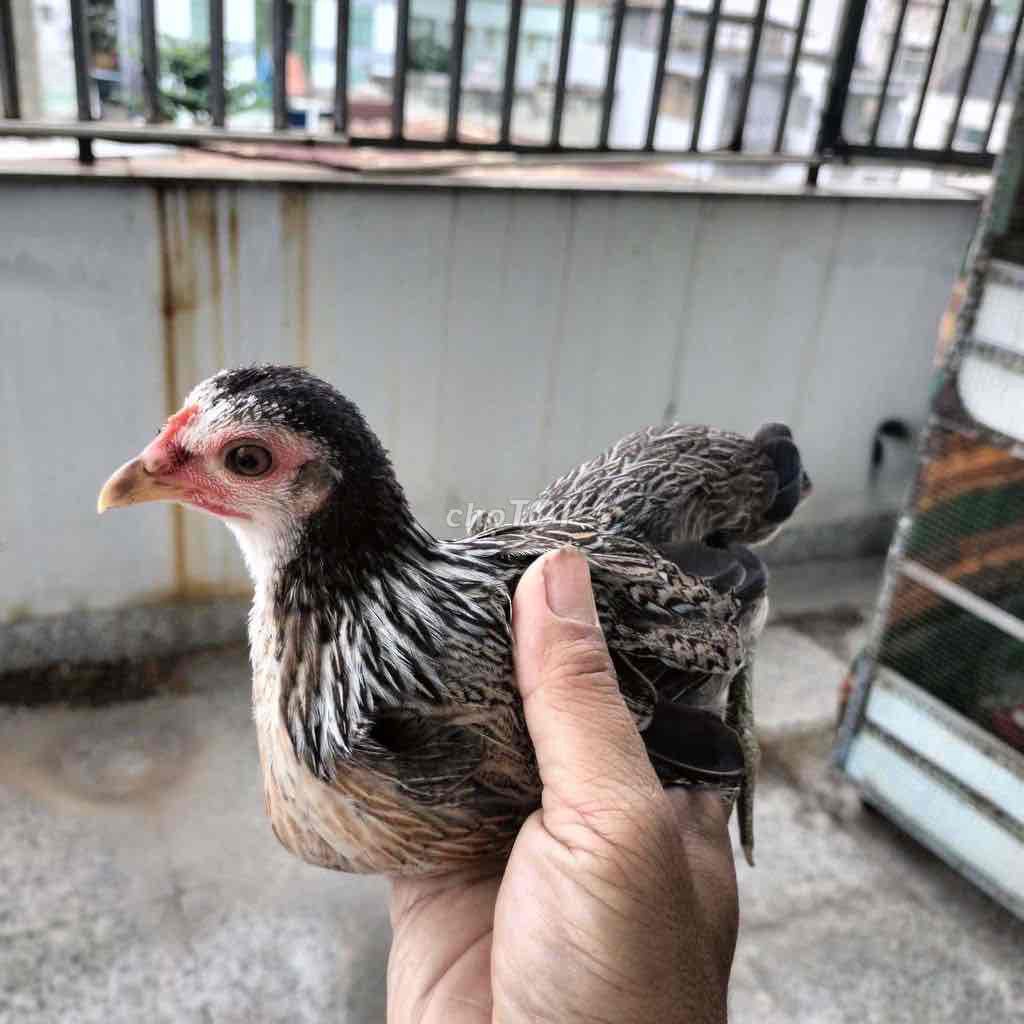 Gà tre bắc mái chuối trắng 300g. Mua bán Gà tại Huyện Hóc Môn Tp Hồ Chí Minh được đăng bởi Tran hình 1