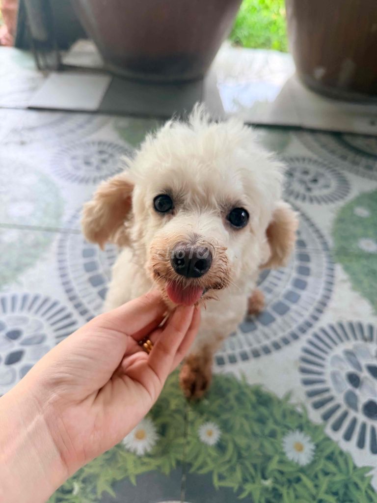 Chó Poodle Cái Trắng 2 tuổi. Mua bán Chó tại Huyện Cai Lậy Tiền Giang được đăng bởi Như 雪茹 hình 1