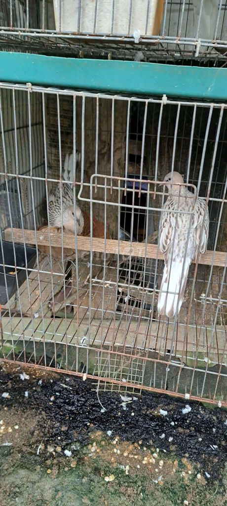 Chim Văn rồng màu Kem khỏe mạnh. Mua bán Chim tại Huyện Trà Ôn Vĩnh Long được đăng bởi Nhut Thanh hình 1