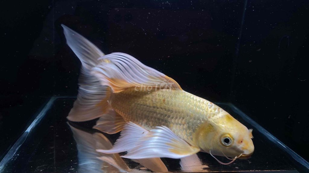 Phi Tần Trắng 18-20cm. Mua bán Thú cưng khác tại Quận 12 Tp Hồ Chí Minh được đăng bởi Lê Bảo hình 1