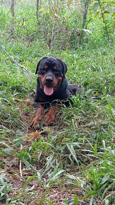Rottweiler. Mua bán Chó tại Huyện Trảng Bom Đồng Nai được đăng bởi Trần Văn lưu