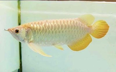 Cá Rồng 35cm Vàng Khỏe mạnh