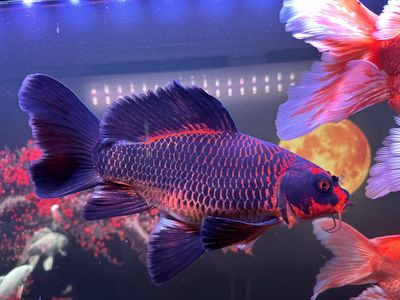 Xe điện yadea ossy.. Mua bán Xe điện tại Huyện Đắk Mil Đắk Nông được đăng bởi Nguyễn Tuyển