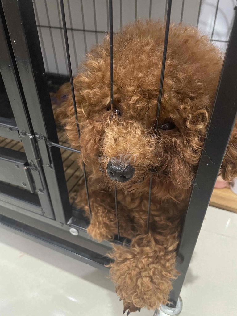 POODLE NÂU CÁI 1t