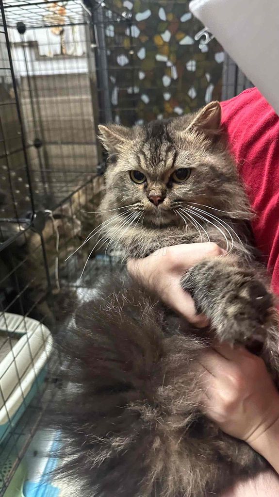 Mèo ALD Tabby Đực/Cái hơn 1 năm. Mua bán Mèo tại Quận Thanh Khê Đà Nẵng được đăng bởi Hiếu Hiếu hình 1