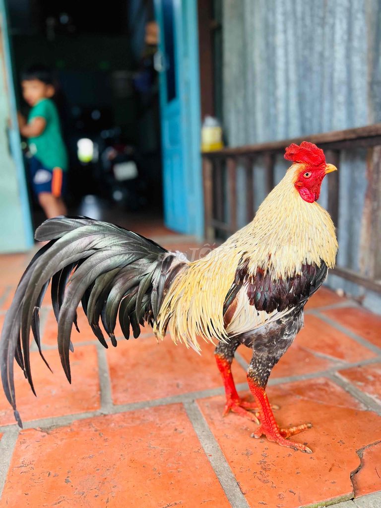 3kg tay tốt còn lên lông mới