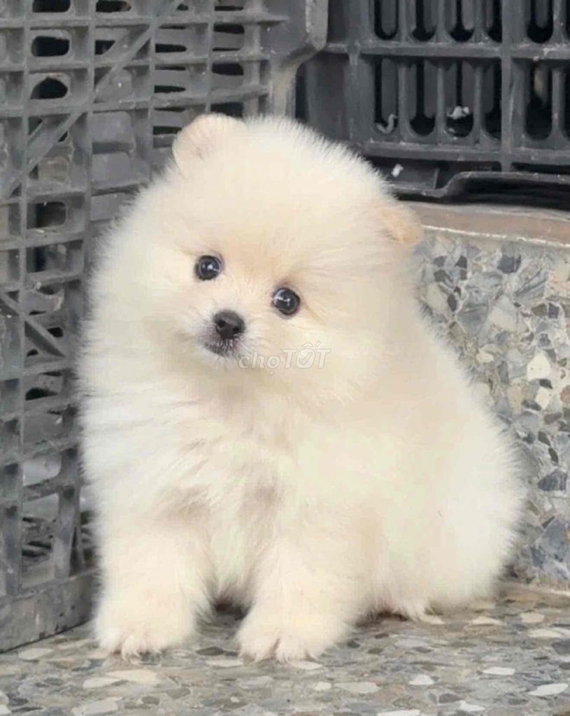 chó Pom mini siêu yêu 💝. Mua bán Chó tại Huyện Bình Chánh Tp Hồ Chí Minh được đăng bởi Huỳnh Chân hình 2