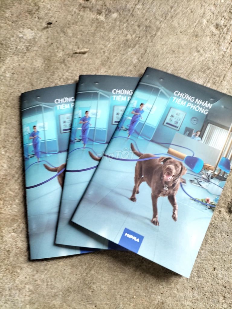 PUG CÁI - ĐỰC NHÀ NUÔI. Mua bán Chó tại Quận 8 Tp Hồ Chí Minh được đăng bởi Cao Trường Thịnh  hình 3