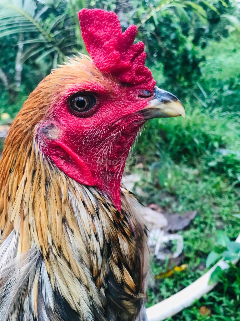 trống tơ 3.7kg. Mua bán Gà tại Huyện Mang Thít Vĩnh Long được đăng bởi Hưng Quoc hình 2