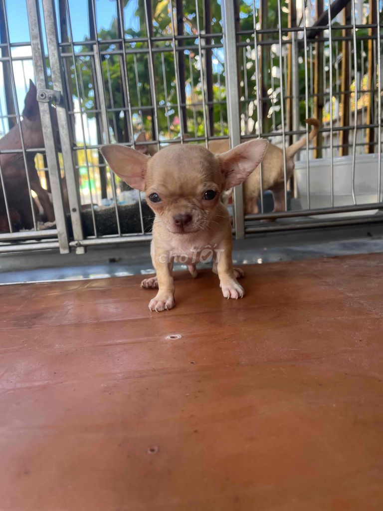 chihuahua tìm nhà mới