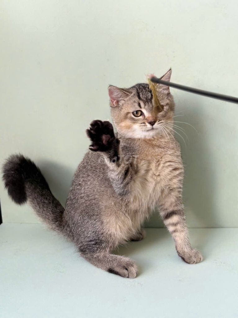 Mèo ALN black ticked cái - tiêm đủ - 5 th. Mua bán Mèo tại Quận 8 Tp Hồ Chí Minh được đăng bởi Lazycat Room hình 1