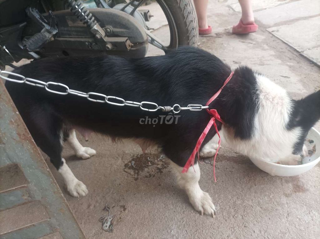 Chó Lai Corgi, Phốc, Pug con. Mua bán Chó tại Quận Bắc Từ Liêm Hà Nội được đăng bởi tiểu kim hình 1