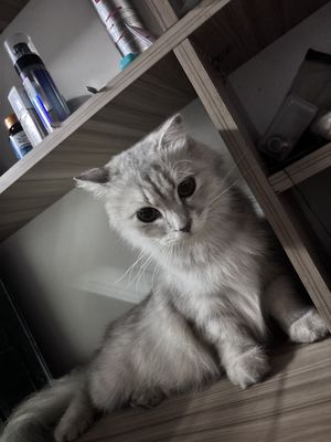 Mèo Ba Tư lai cái đã tiêm phòng