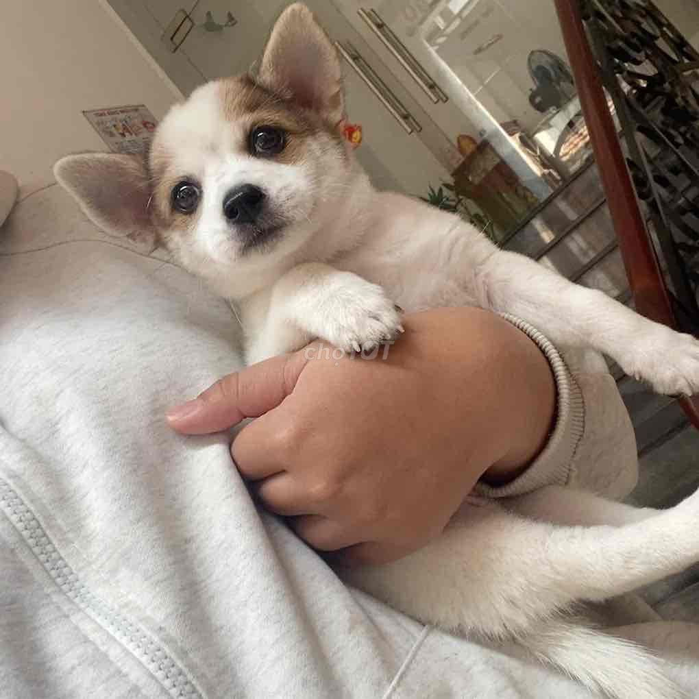 Chó Chihuahua lai Nhật 🐶. Mua bán Chó tại Thành phố Vĩnh Long Vĩnh Long được đăng bởi Ngọc Vĩnh hình 1