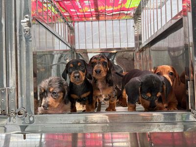 Chó Lạp xưởng đen, vàng cái