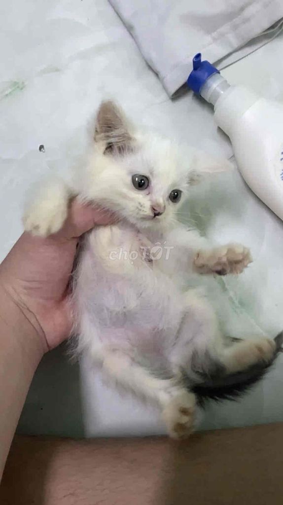 Mèo anh lông ngắn. Mua bán Mèo tại Thành phố Thủ Đức Tp Hồ Chí Minh được đăng bởi Huong Giang hình 1